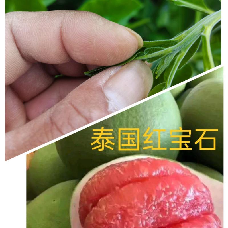 泰国红宝石青柚苗泰国三红四季花结果品质保证