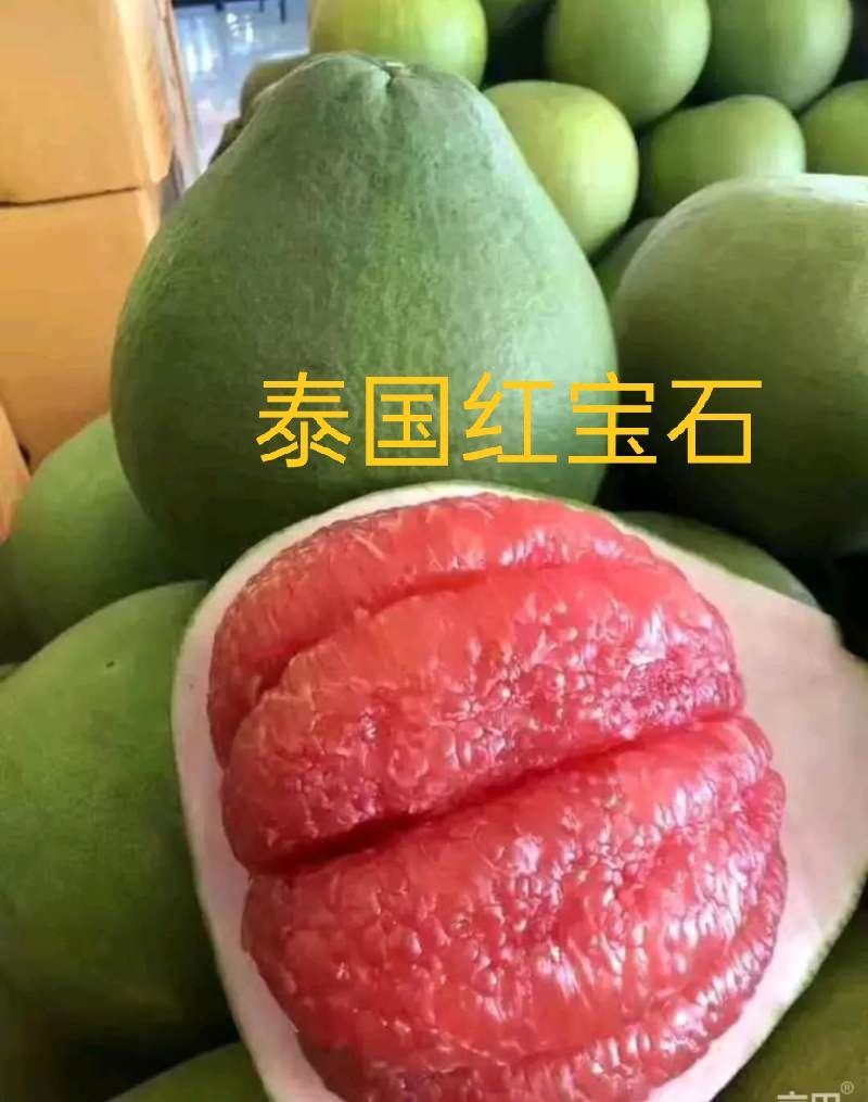 泰国红宝石青柚苗泰国三红四季花结果品质保证