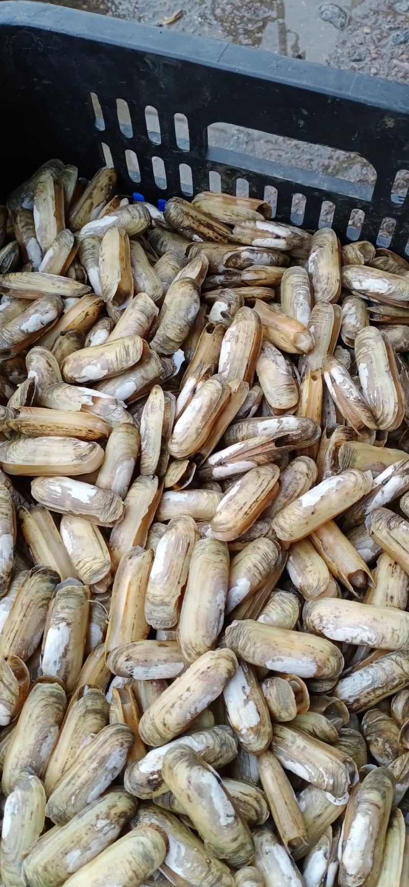 海蛏鲜活蛏子蛏王海蛏子新鲜海鲜天然无污染大蛏子竹节蛏笔