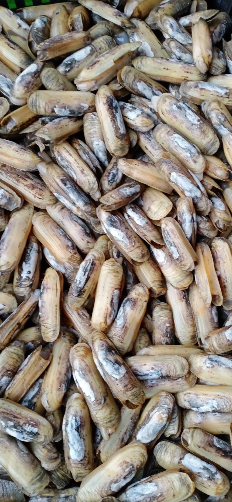海蛏鲜活蛏子蛏王海蛏子新鲜海鲜天然无污染大蛏子竹节蛏笔