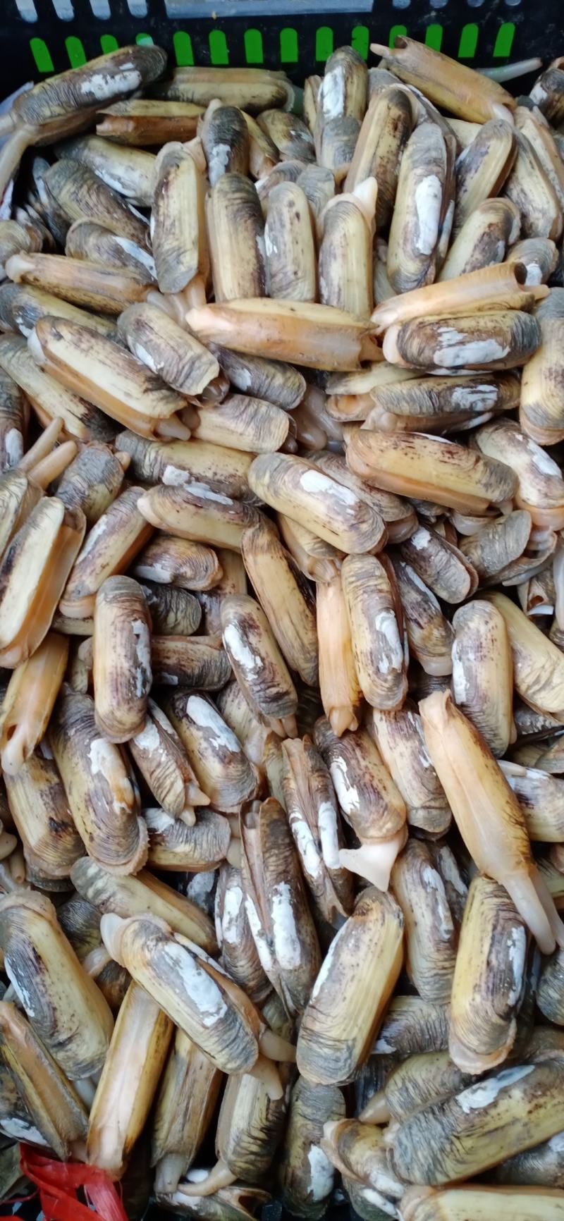 海蛏鲜活蛏子蛏王海蛏子新鲜海鲜天然无污染大蛏子竹节蛏笔