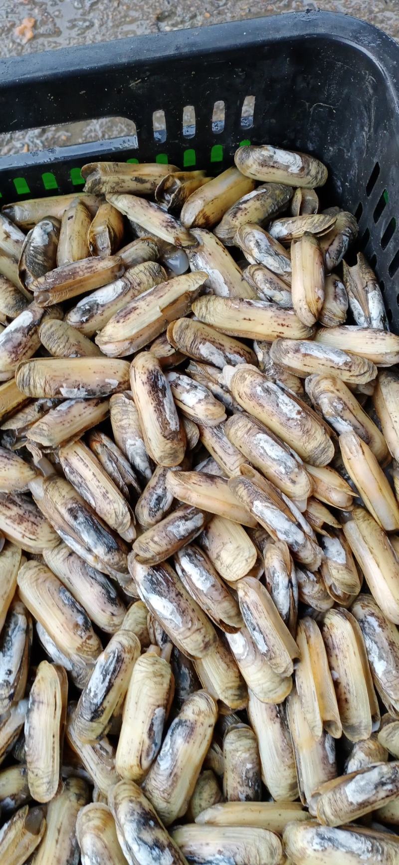 海蛏鲜活蛏子蛏王海蛏子新鲜海鲜天然无污染大蛏子竹节蛏笔