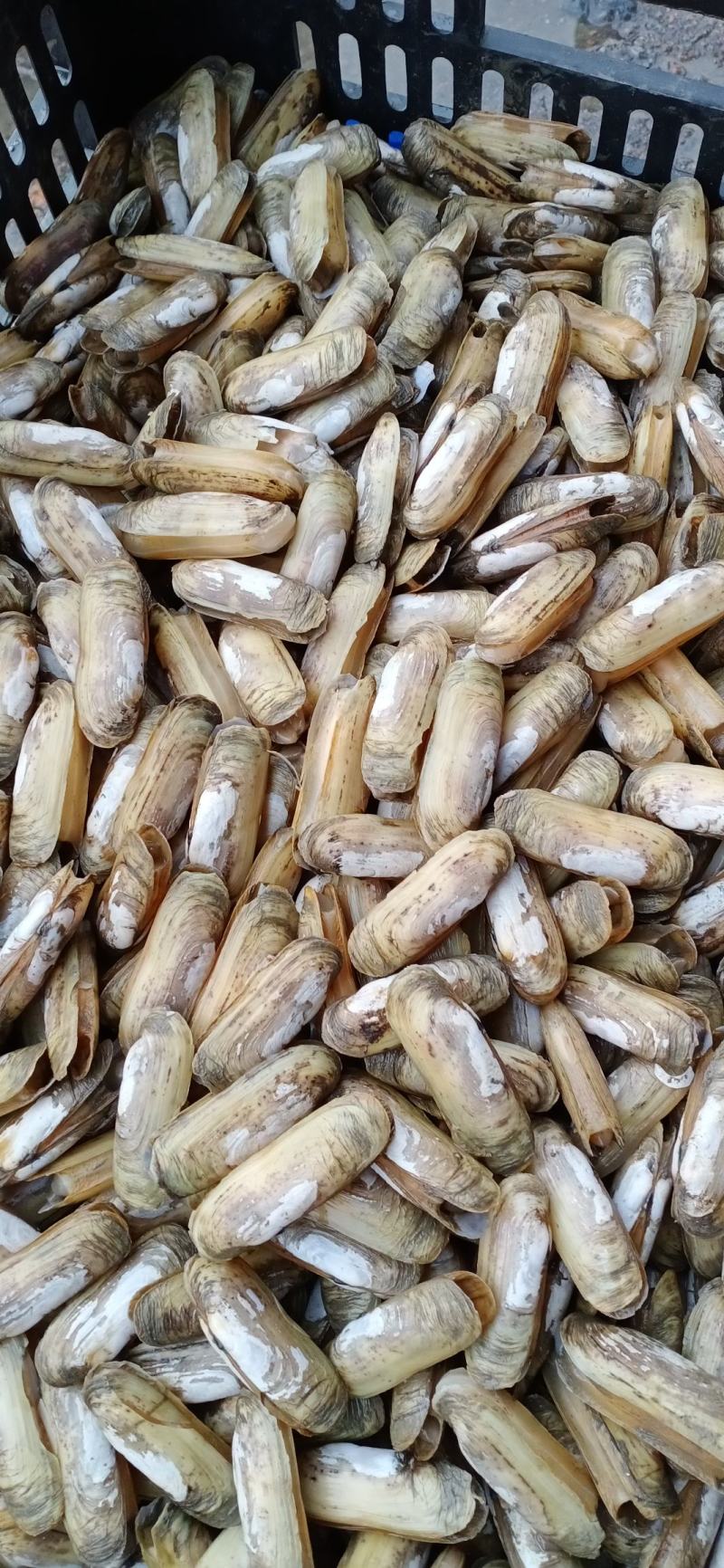 海蛏鲜活蛏子蛏王海蛏子新鲜海鲜天然无污染大蛏子竹节蛏笔