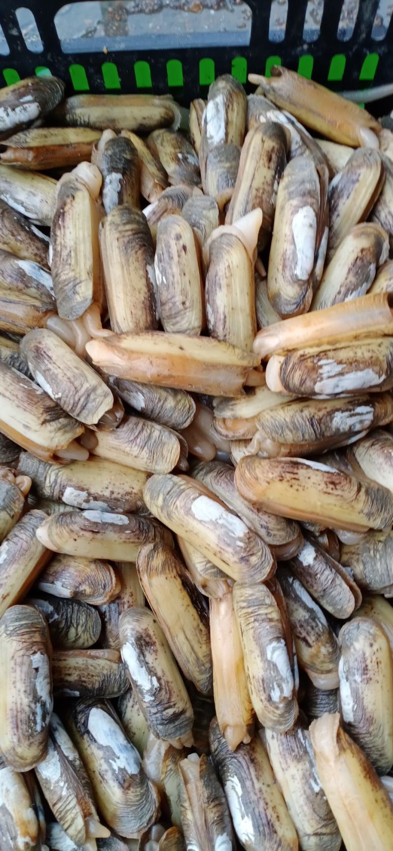 海蛏鲜活蛏子蛏王海蛏子新鲜海鲜天然无污染大蛏子竹节蛏笔