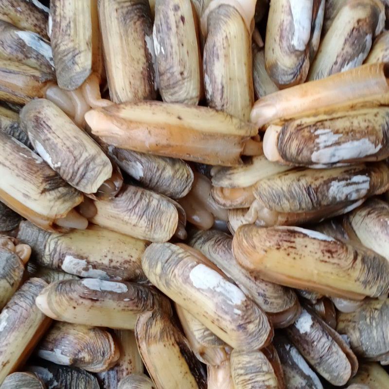 海蛏鲜活蛏子蛏王海蛏子新鲜海鲜天然无污染大蛏子竹节蛏笔