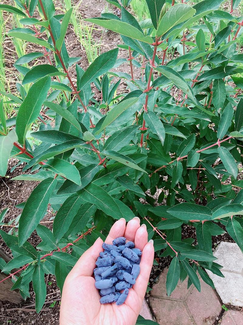 蓝靛果苗，山茄子苗当年结果，死苗补发，包成活，