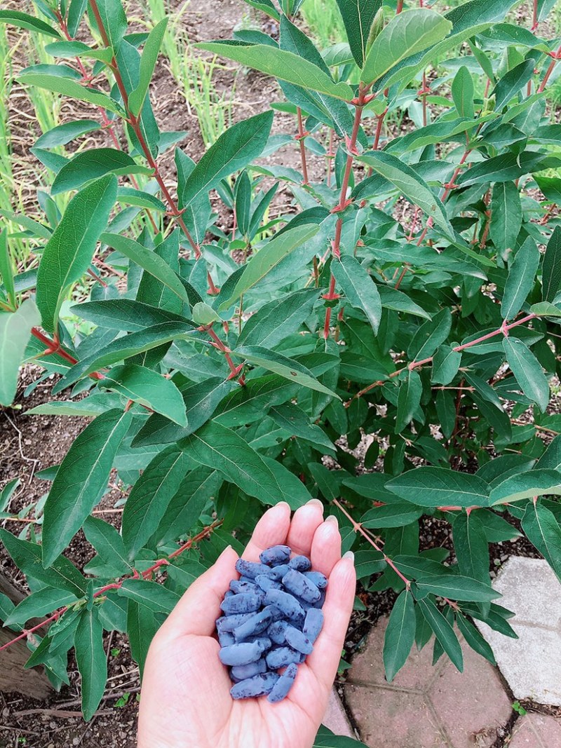 蓝靛果苗，当年结果，死苗补发，包成活，