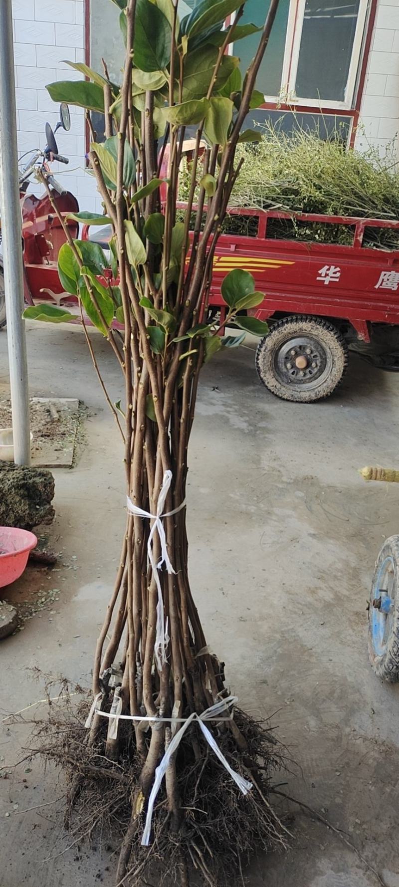 甜柿子苗，迎风甜柿子苗，规格品种齐全现挖现发