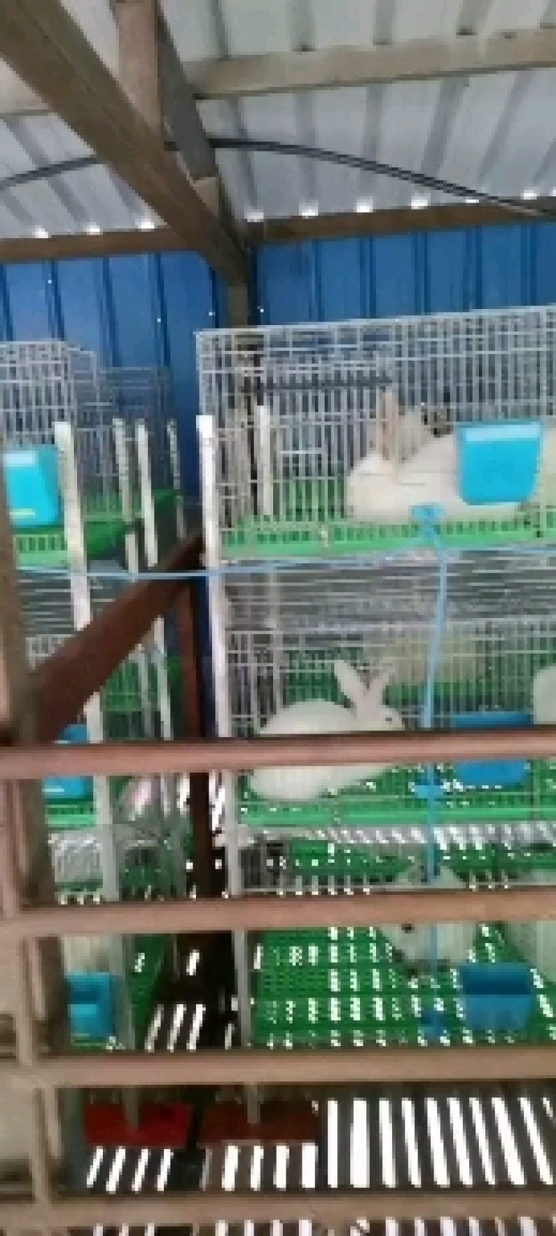 肉兔种兔