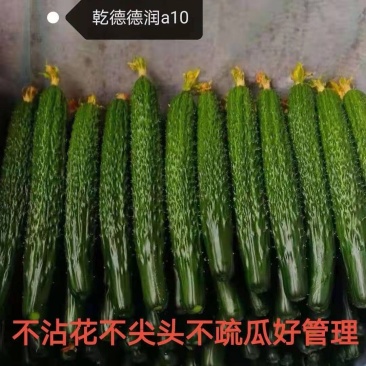 黄瓜苗嫁接黄瓜苗乾德系不用沾花不尖头德润A10