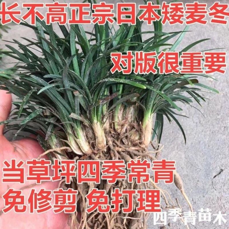 矮麦冬草日本玉龙草庭院别墅绿化花园植物四季常绿长不高