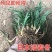 矮麦冬草日本玉龙草庭院别墅绿化花园植物四季常绿长不高