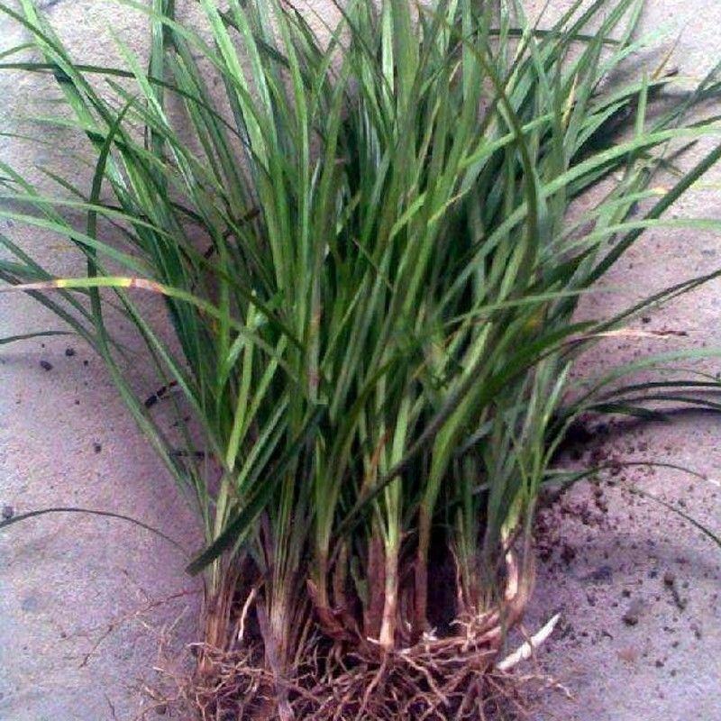 矮麦冬草日本玉龙草庭院别墅绿化花园植物四季常绿长不高