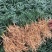 矮麦冬草日本玉龙草庭院别墅绿化花园植物四季常绿长不高