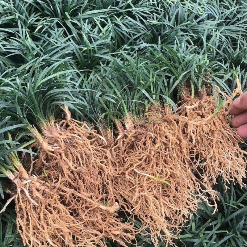 矮麦冬草日本玉龙草庭院别墅绿化花园植物四季常绿长不高