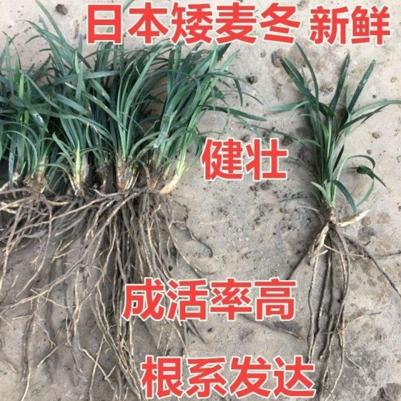 矮麦冬草日本玉龙草庭院别墅绿化花园植物四季常绿长不高