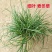矮麦冬草日本玉龙草庭院别墅绿化花园植物四季常绿长不高