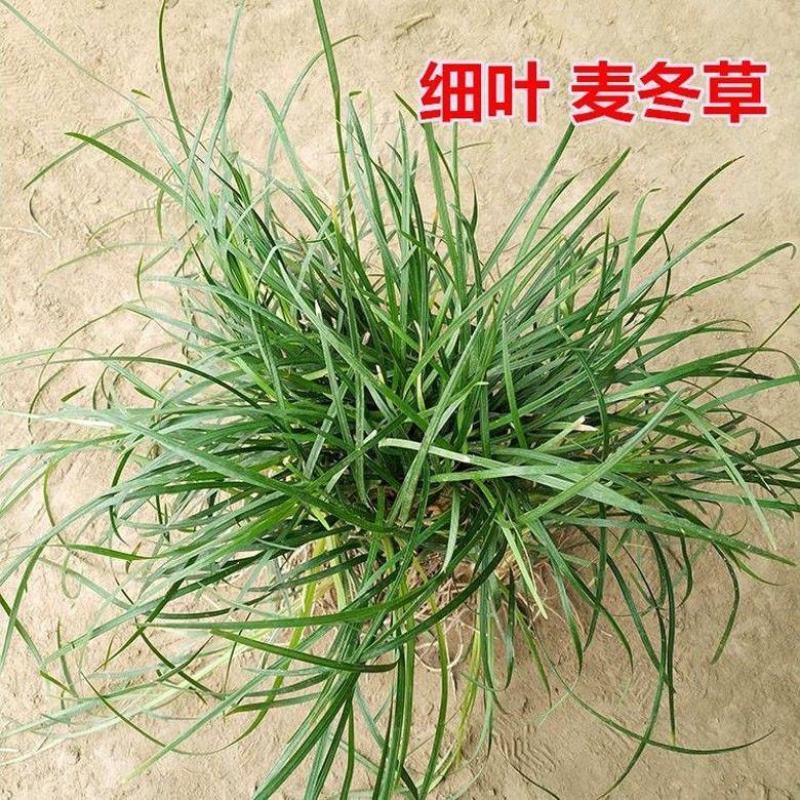 矮麦冬草日本玉龙草庭院别墅绿化花园植物四季常绿长不高