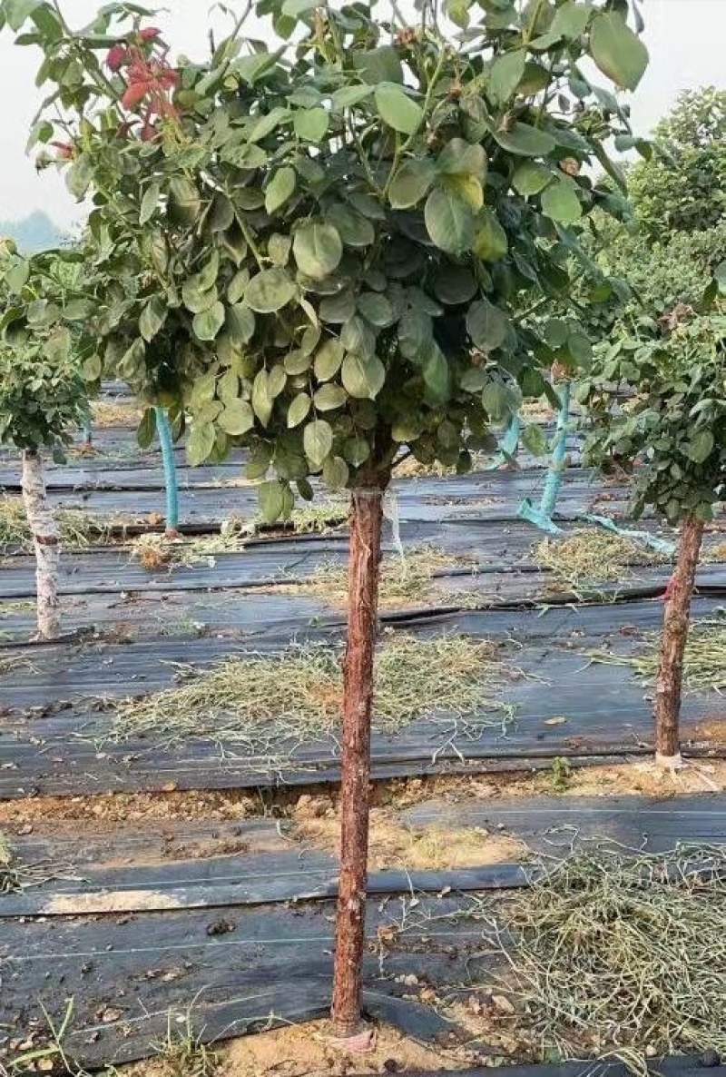 树桩月季，1-10公分粗四季开花基地一手货欢迎选购