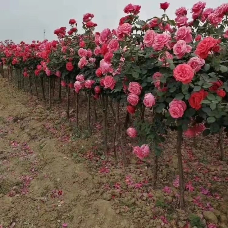 树桩月季，1-10公分粗四季开花基地一手货欢迎选购