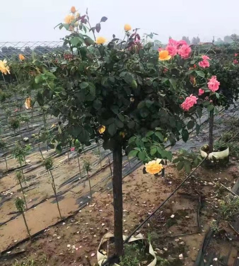 树桩月季，1-10公分粗四季开花基地一手货欢迎选购
