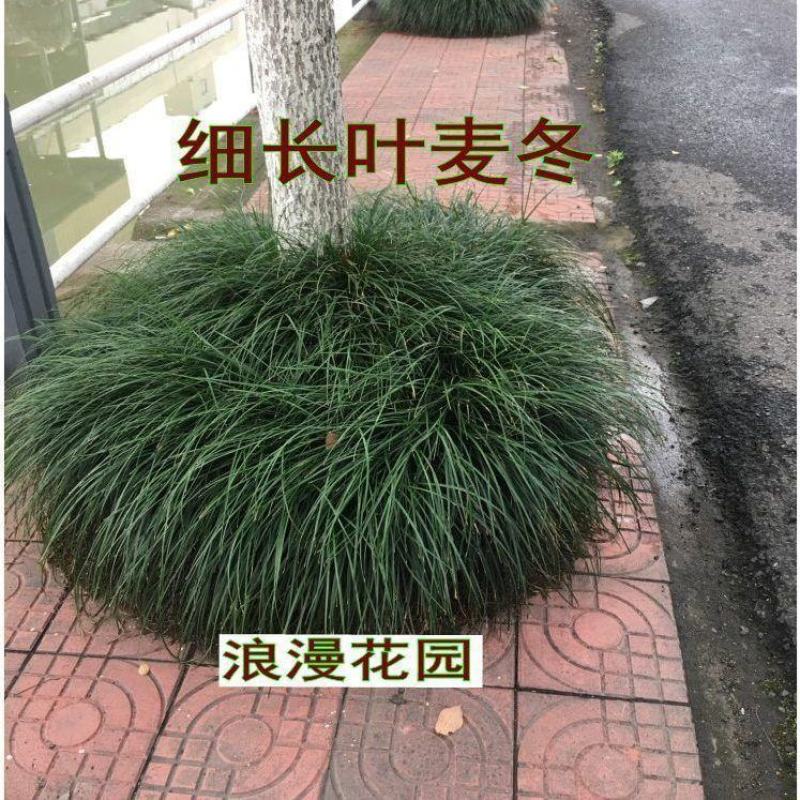 矮麦冬草玉龙草庭院别墅绿化花园植物四季常绿长不高日本