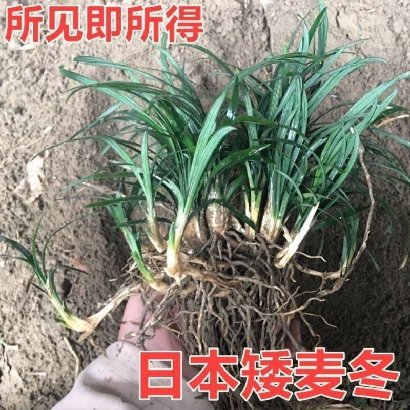 矮麦冬草玉龙草庭院别墅绿化花园植物四季常绿长不高日本