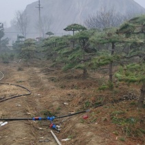 造型松，造型黑松造型油松