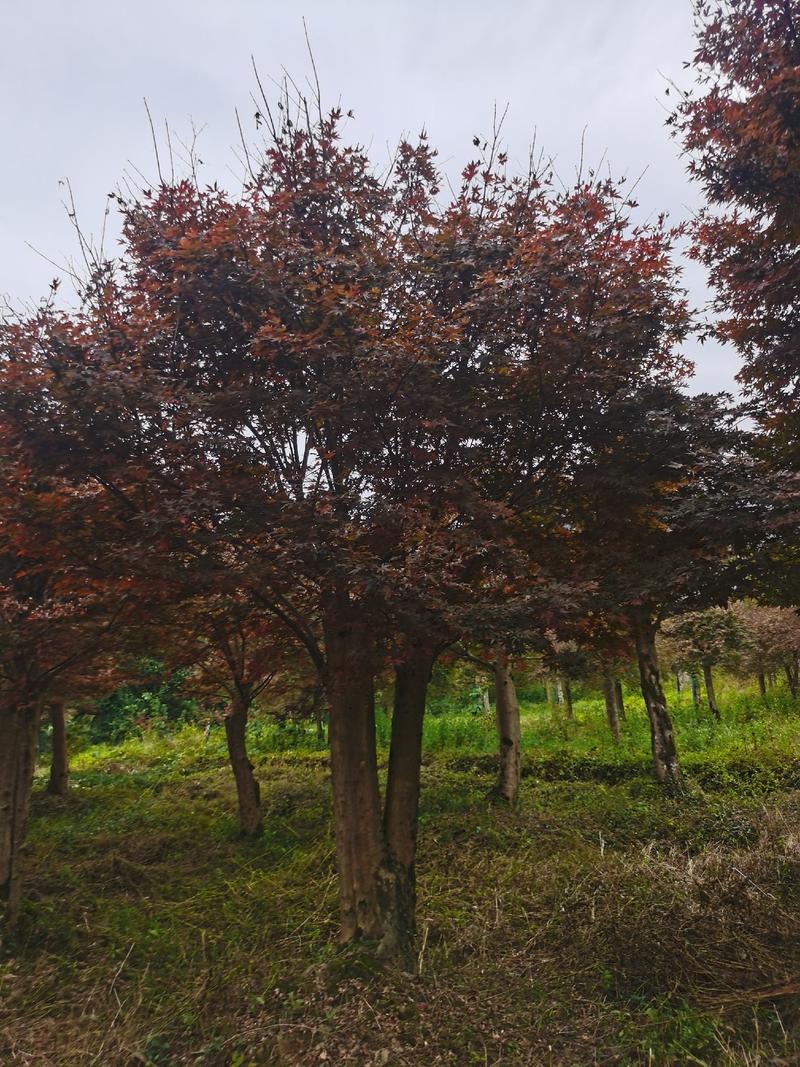 日本红枫红舞姬，中国红枫庭院种植别墅美化，树杆健康！