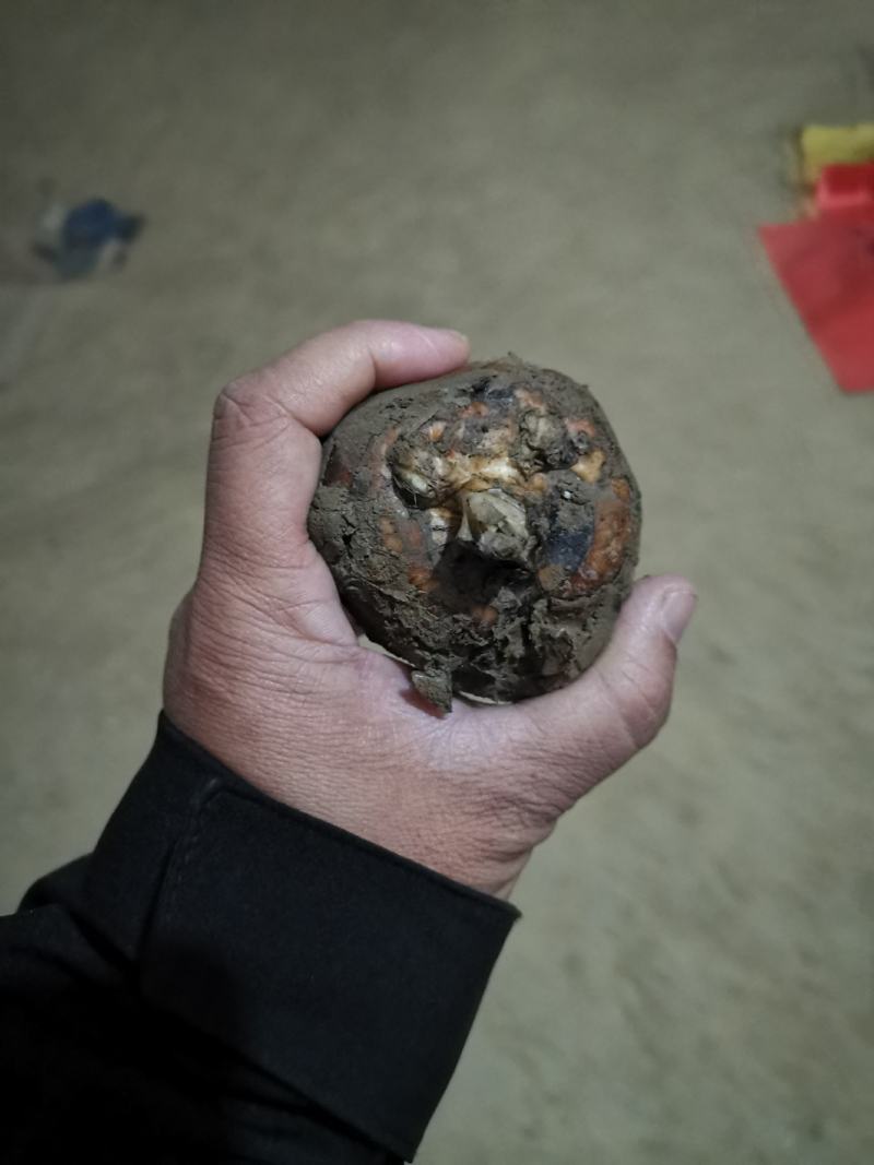 江西马蹄，基地直供，供应稳定，欢迎咨询合作