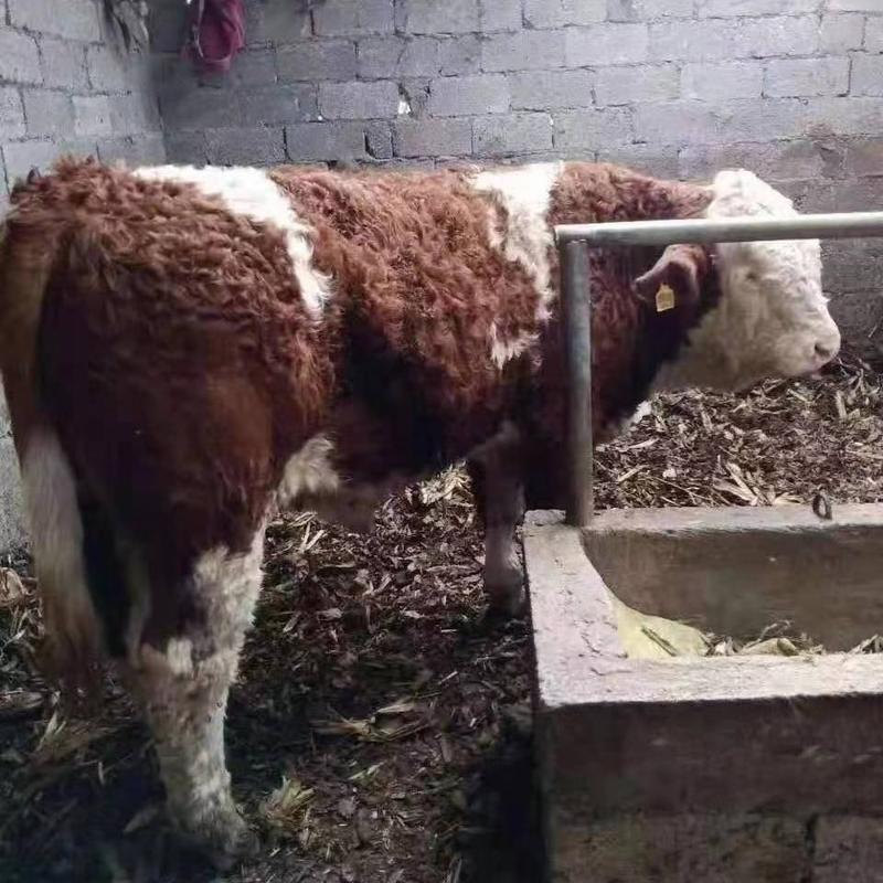 贵州威宁西门塔尔公母牛犊，育肥牛（欢迎各界老板前来咨询）