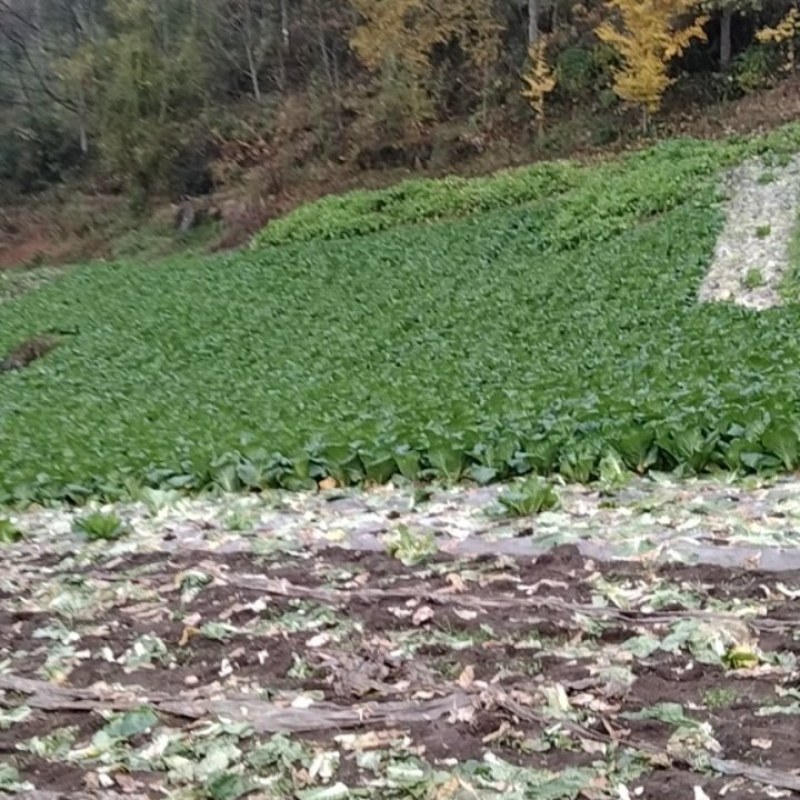高山生态养生大白菜又来了