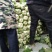 高山生态养生大白菜又来了