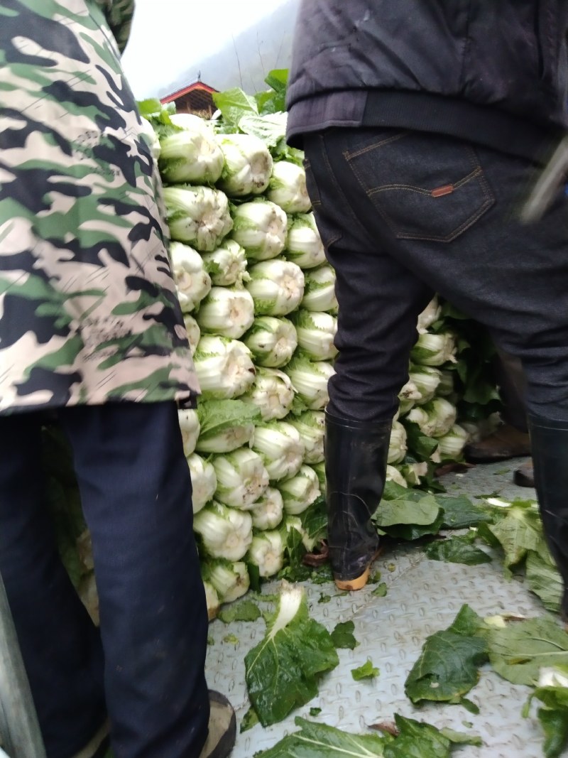 高山生态养生大白菜又来了