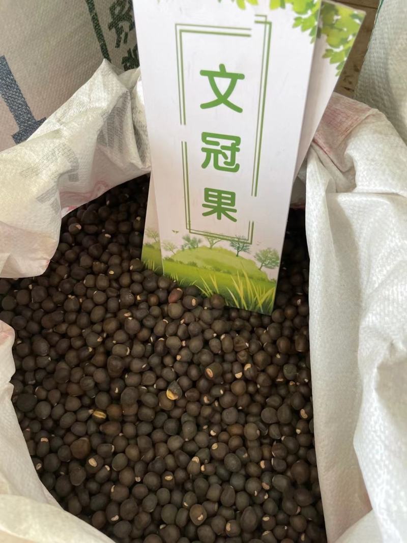 现种批发糖槭种子.丁香种子.京桃种子.榆叶梅种子.刺槐