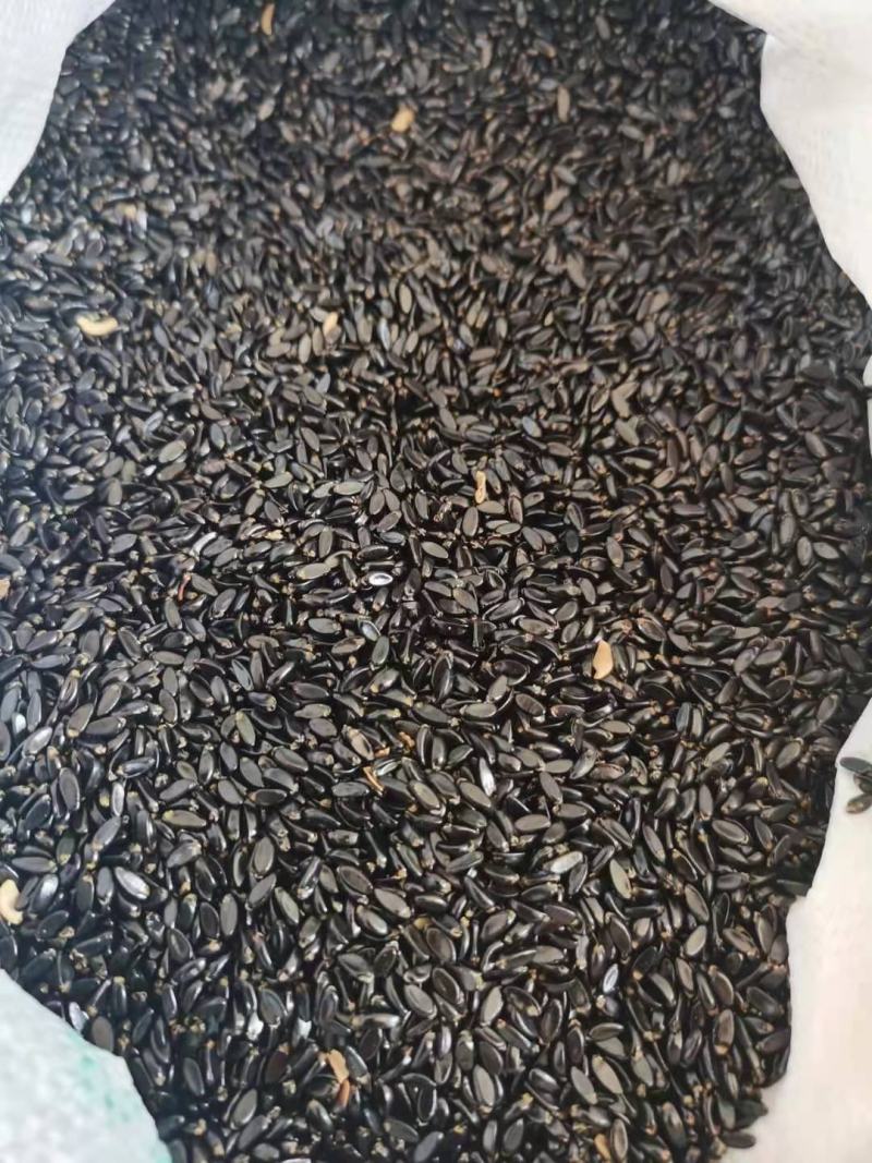 现种批发糖槭种子.丁香种子.京桃种子.榆叶梅种子.刺槐