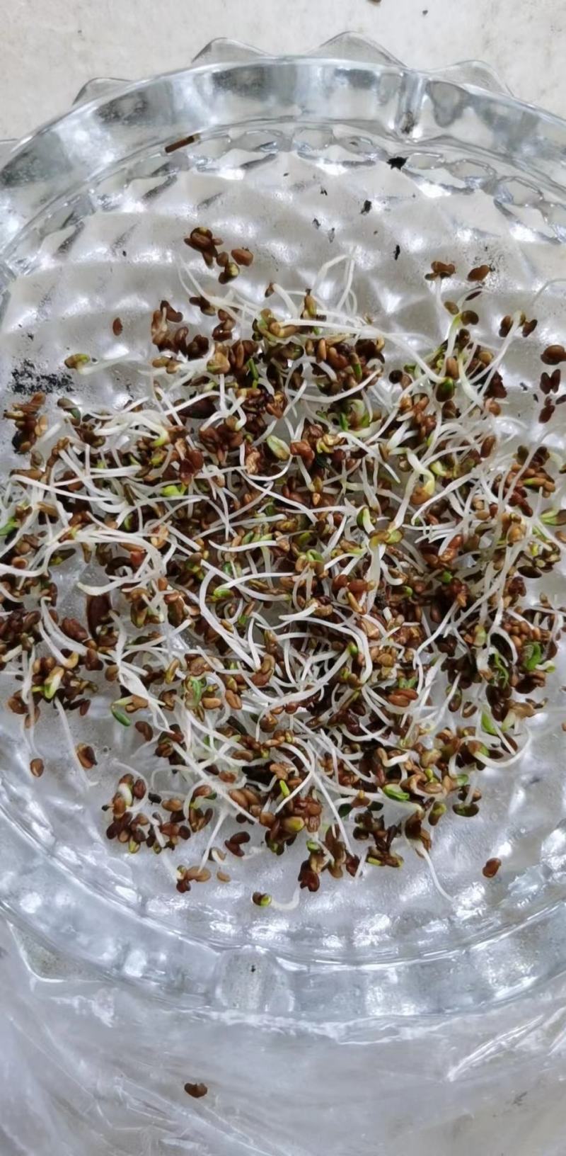 现种批发糖槭种子.丁香种子.京桃种子.榆叶梅种子.刺槐