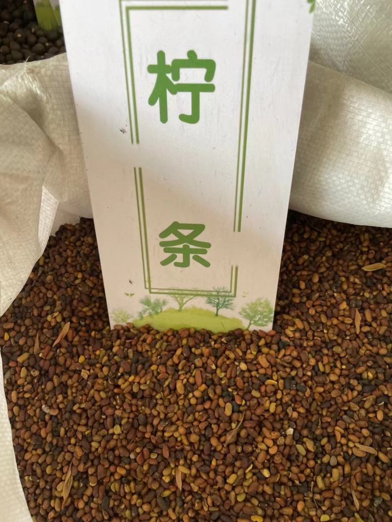 现种批发糖槭种子.丁香种子.京桃种子.榆叶梅种子.刺槐