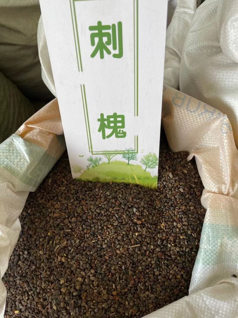 现种批发糖槭种子.丁香种子.京桃种子.榆叶梅种子.刺槐