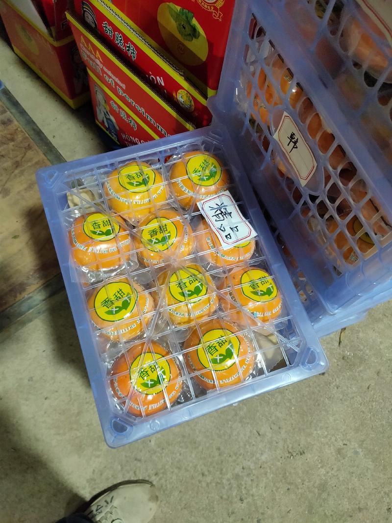 单个真空包装广西瑶山柿子精品香甜脆柿，单果真空包装