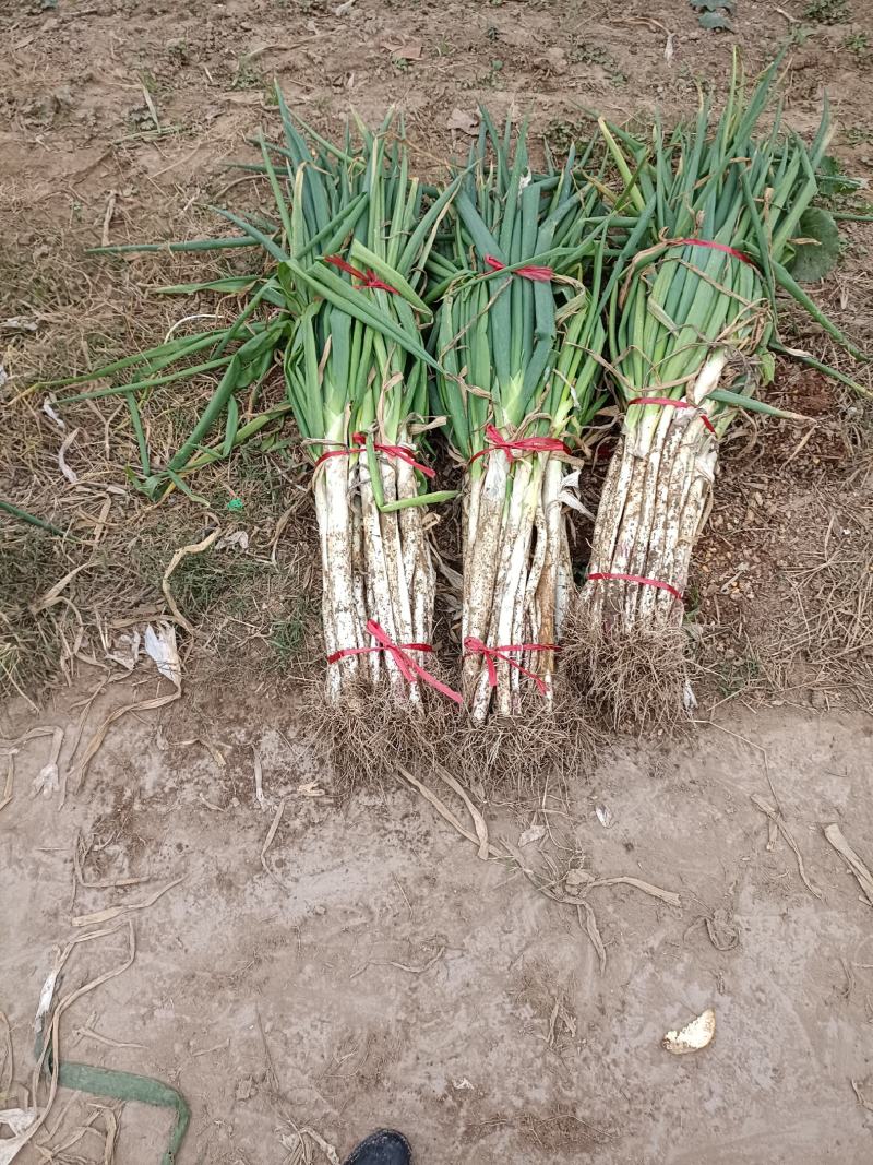 精品大葱大量上市中，货源充足，产地直供，专业代办代发