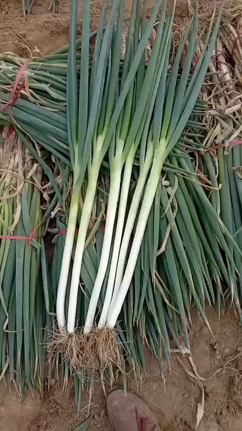 精品大葱大量上市中，货源充足，产地直供，专业代办代发