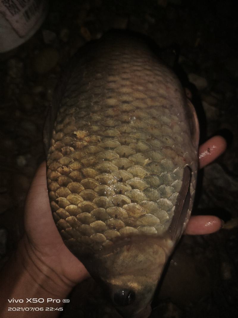 鲫鱼