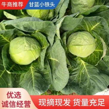 甘蓝圆包菜云南包菜产地直发货真价实欢迎联系