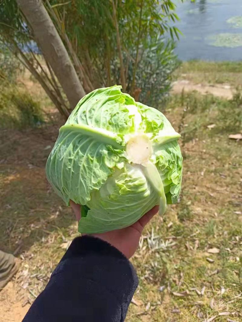 甘蓝圆包菜云南包菜产地直发货真价实欢迎联系
