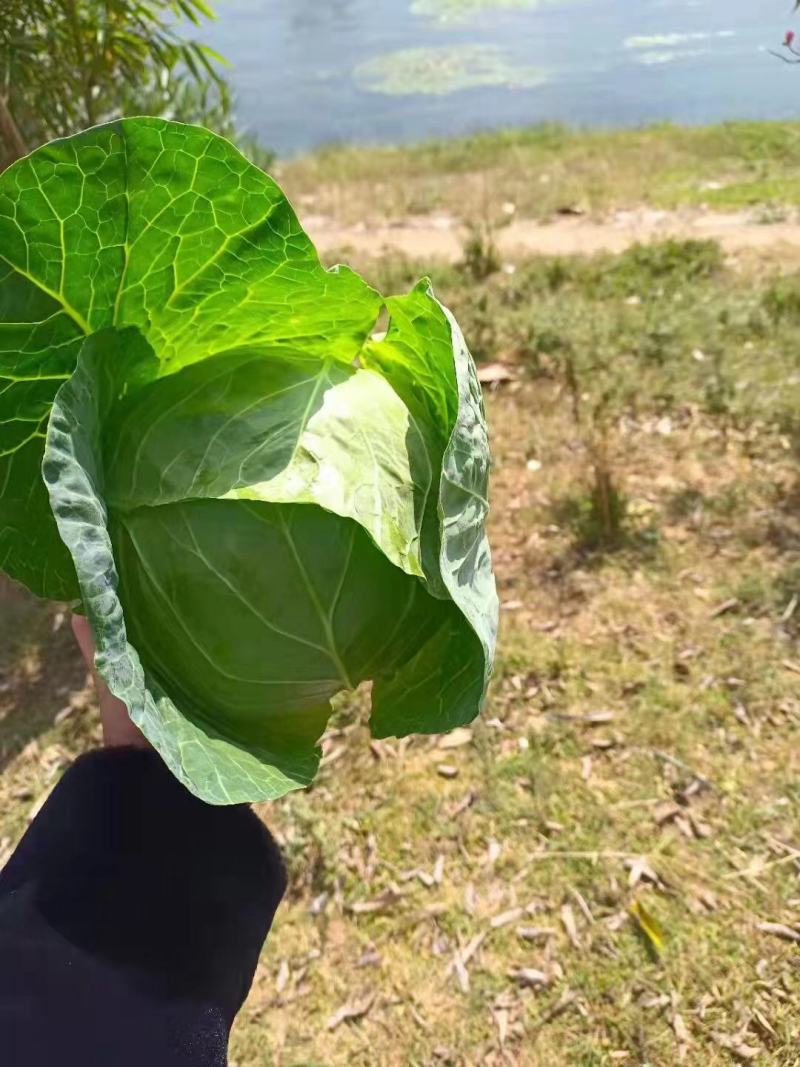 甘蓝圆包菜云南包菜产地直发货真价实欢迎联系