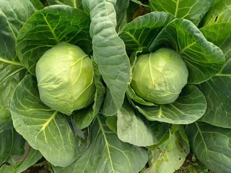 甘蓝圆包菜云南包菜产地直发货真价实欢迎联系