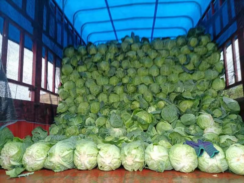 甘蓝圆包菜云南包菜产地直发货真价实欢迎联系