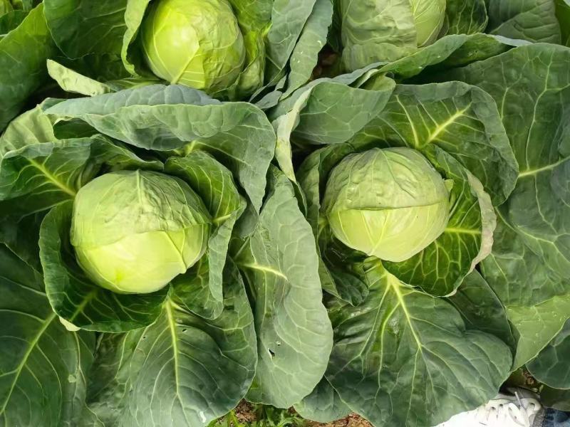 甘蓝圆包菜云南包菜产地直发货真价实欢迎联系