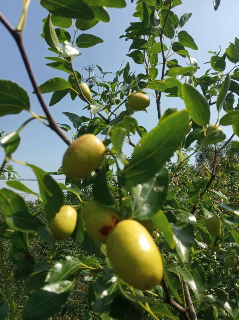河南基地大量出售脆蜜一号枣树苗量大从优品质保证
